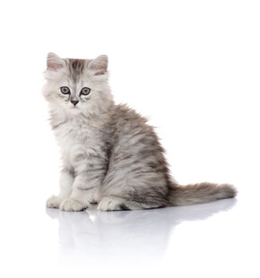 可爱小猫咪独坐