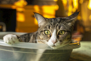 慵懒猫咪惬意躺盆中