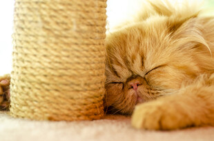 酣睡的猫咪与猫抓板
