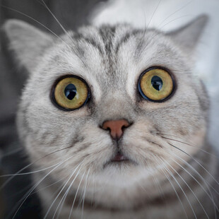 瞪大眼睛的可爱猫咪