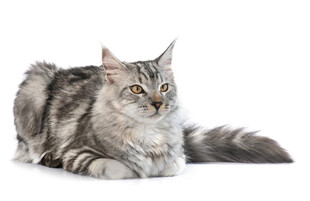 银纹猫咪悠闲趴卧