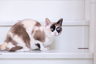 可爱双色猫咪蹲坐