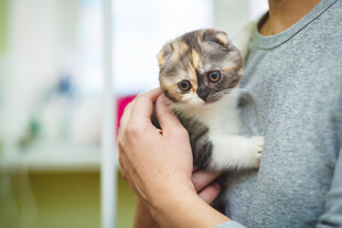 怀中可爱三色小猫咪