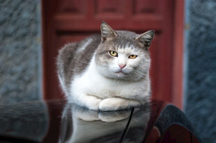 慵懒猫咪趴坐红色门前