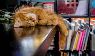 橘猫慵懒趴桌