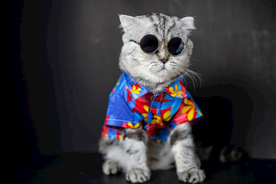 时尚墨镜猫咪的多彩穿搭