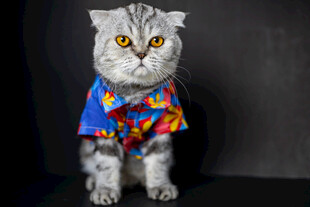 穿花衬衫的可爱猫咪