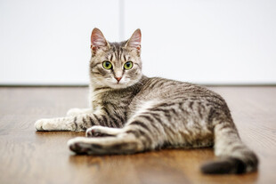 躺卧的条纹猫咪