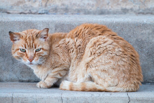 石阶上的橘猫