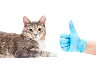 戴手套点赞的可爱猫咪