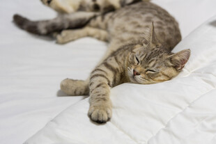 酣睡的条纹猫咪