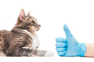 猫咪与蓝色手套的互动