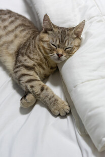 猫咪惬意躺卧在柔软床上