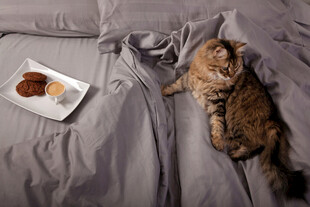 猫咪躺床上享用美食