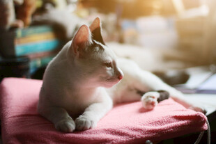 粉色垫子上的优雅无毛猫