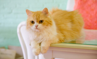 橘色猫咪慵懒趴于桌上