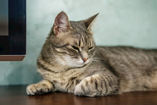 慵懒猫咪趴于桌面
