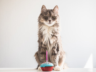 长毛猫端坐于生日蛋糕旁
