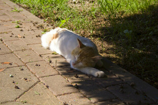 阳光下小猫