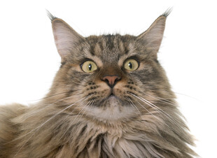 长毛猫抬头好奇张望