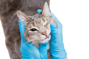 戴手套检查猫咪