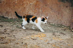 三色花猫在地面上行走