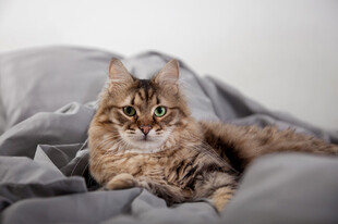 慵懒猫咪卧于柔软被褥间