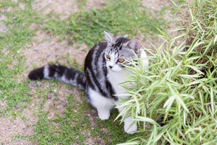 猫咪嗅闻绿植