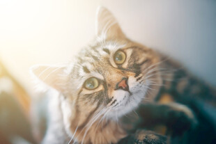 可爱猫咪仰头望
