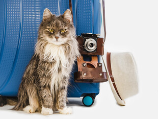猫咪与旅行物件的温馨画面