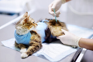 猫咪接受兽医医疗检查