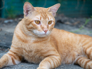 橘猫悠闲趴地