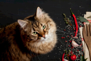 圣诞氛围中的长毛猫咪
