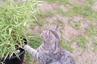 猫咪好奇探触绿植
