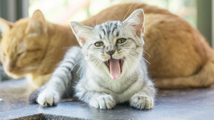 张嘴小猫与趴着猫咪