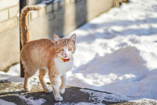 雪地中的可爱橘猫