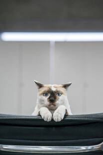慵懒猫咪趴于黑色物体上