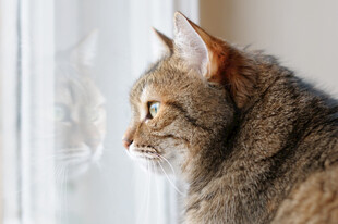 窗边猫咪侧头凝视