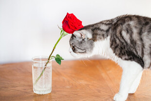 猫咪嗅闻花瓶中的红玫瑰