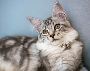 可爱长毛猫惬意躺卧
