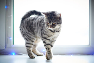 窗边站立的条纹猫咪