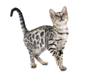 可爱豹纹猫抬头张望