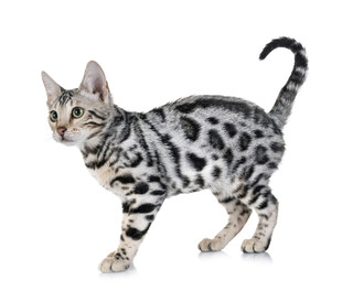 斑纹小猫站立姿态展示
