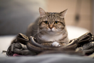 猫咪卧于衣物上