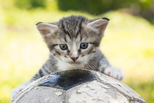 可爱小猫趴在物体上