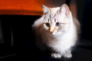 可爱长毛猫的迷人瞬间