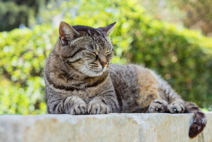 慵懒猫咪惬意趴卧