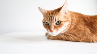 橘猫趴卧眼神灵动