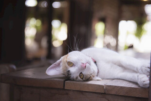 慵懒猫咪惬意趴卧