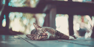 慵懒猫咪惬意趴木板